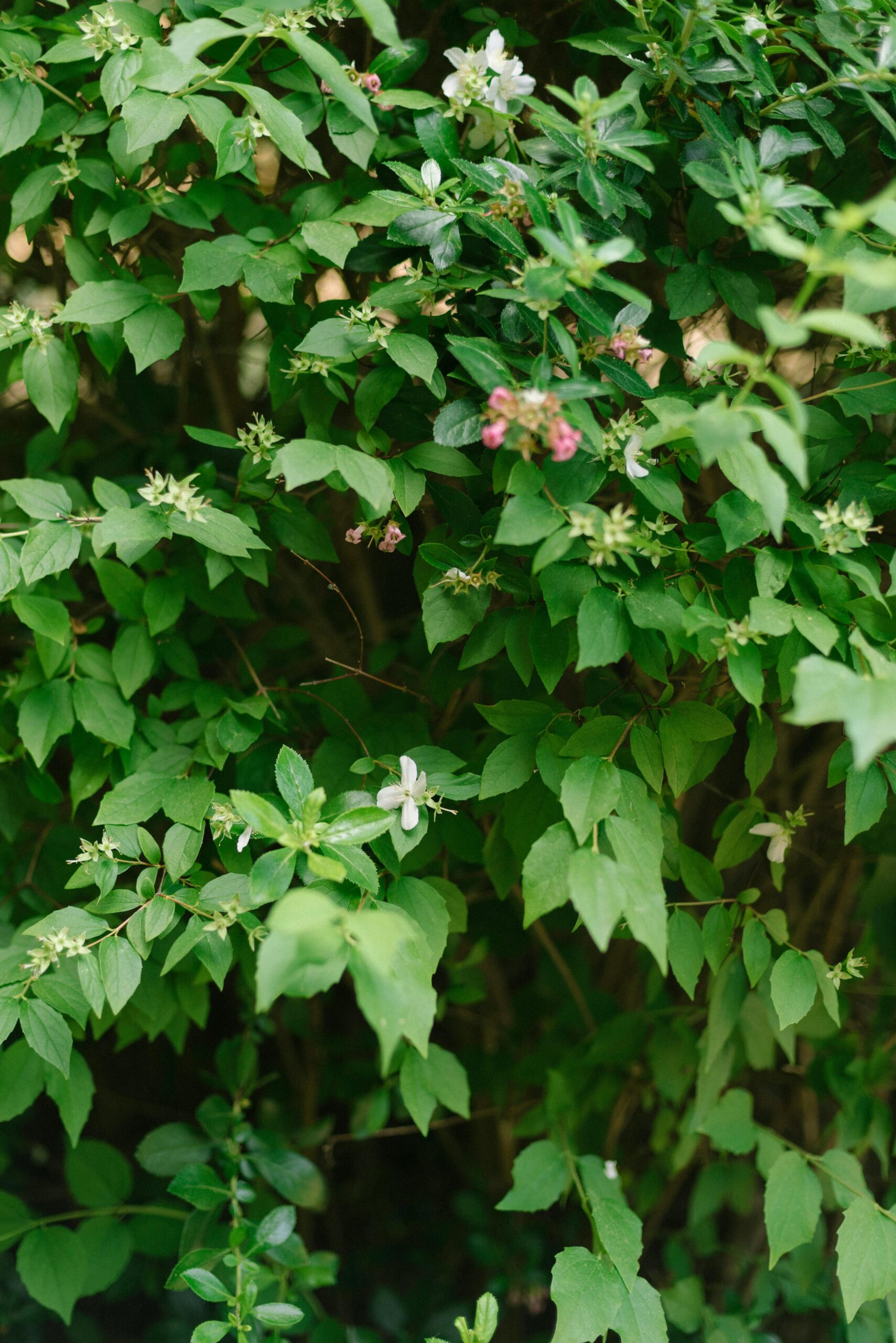 pexels-photo-32533026-32533026.jpg