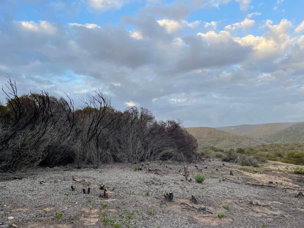 The rooikrans alien species was once introduced to stabilize sand dunes, nowadays it creates green-deserts. In this case the land owner tried to remove it with a controlled burn. Unfortunately the bushes were not burned to the ground, but it clearly shows the rooikrans density that does not allow any other species to survive.